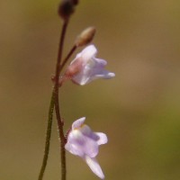 Utricularia hirta Klein ex Link